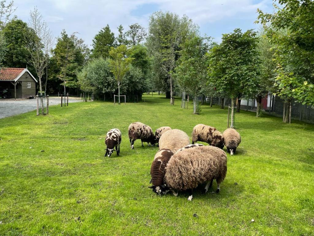 Flora'S B&B Landsmeer Eksteriør bilde